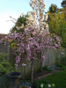 Cherry tree blossom in Robert's garden