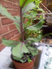 More gardening on the sunny bank holiday!